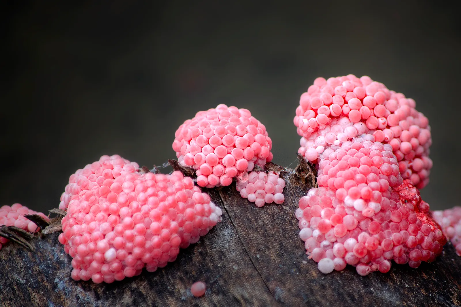 Glossy pink blobs of slime mould on a log.